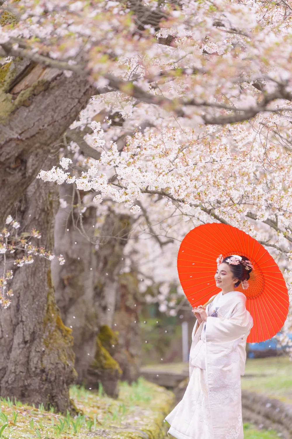 弘前公園の桜の下で赤い和傘を差す白無垢姿の花嫁