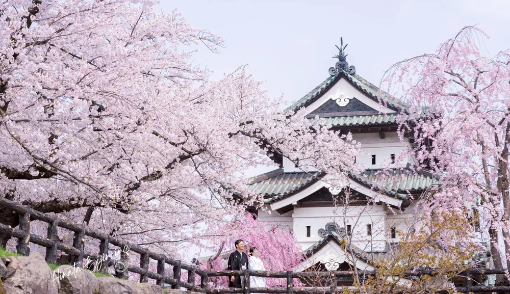 桜の弘前城を背景に、赤い橋の上で撮影する和装の新郎新婦