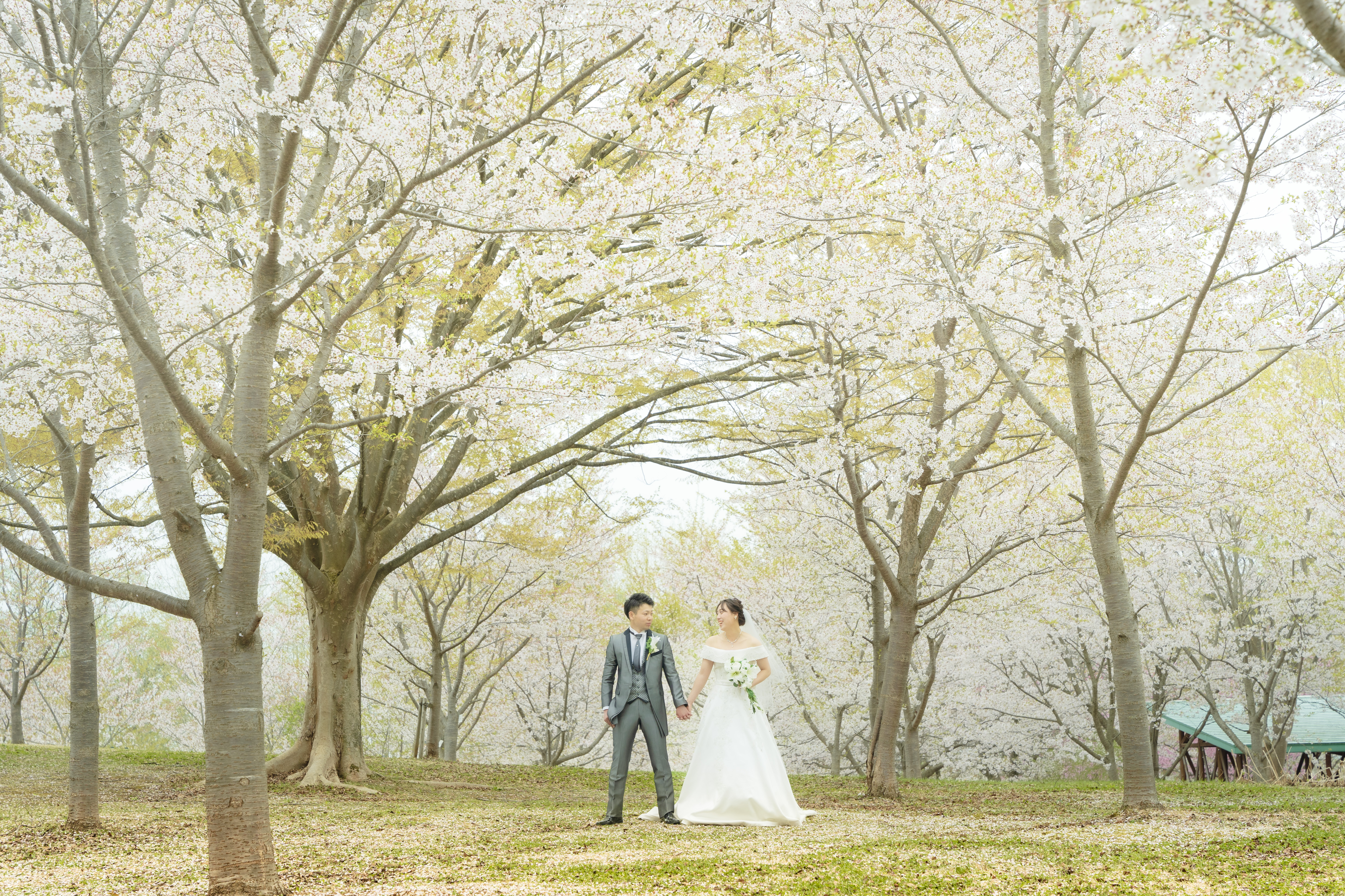 さくらロケーションフォト